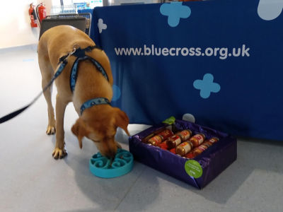 Blue Cross Suffolk support | Asda Ipswich Stoke Park