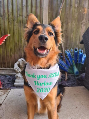 Vinnie our Asda Harlow supporter during COVID lockdown  | Asda Harlow