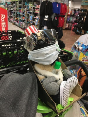 Meet Boris – the home shopping mascot at Asda Leyton Mills | Asda Leyton Mills