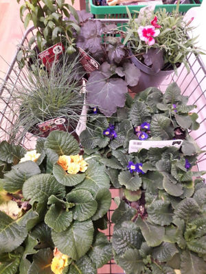 Plant donation  | Asda Rawtenstall