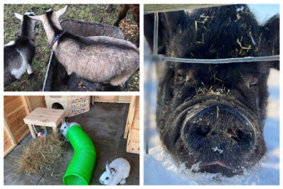 Asda green token donation supports city farm | Asda Hyson Green