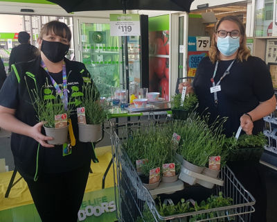 Lavender for the bees  | Asda Cheltenham