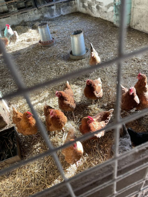 Elm Tree Farm visit to meet volunteers and service users . | Asda Longwell Green