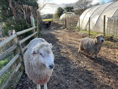 Elm Tree Farm visit to meet volunteers and service users . | Asda Longwell Green