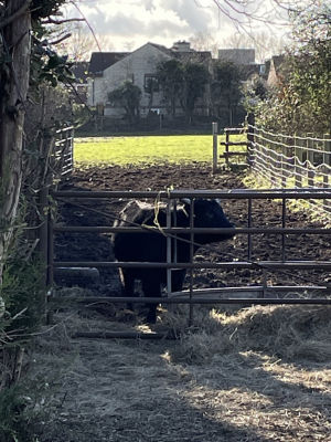 Elm Tree Farm visit to meet volunteers and service users . | Asda Longwell Green
