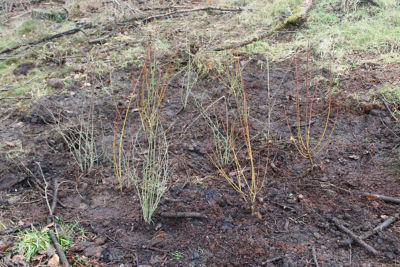 Bolton store ACC planting trees with the Woodland Trust.  | Asda Bolton