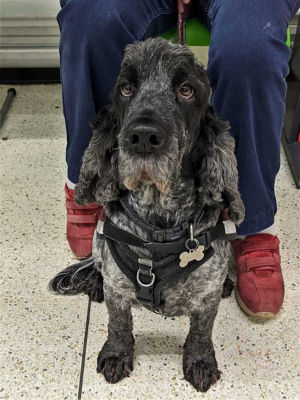 Hearing dogs for deaf people  | Asda Poole