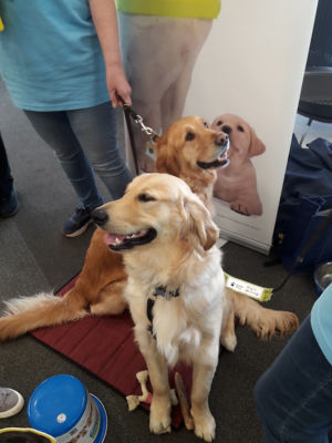 Tyne and Wear Guide Dogs for the Blind | Asda Boldon