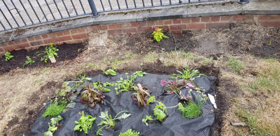Getting down and dirty in Small Heath Park | Asda Small Heath