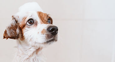 Dog Grooming