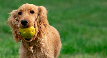 Dog