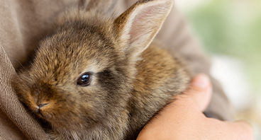 Small Pets