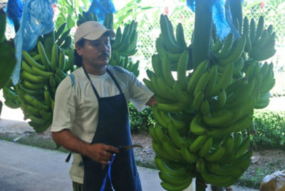 Banana11