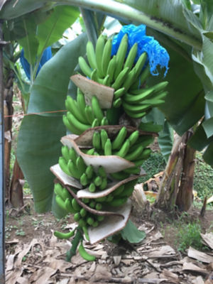 Banana2