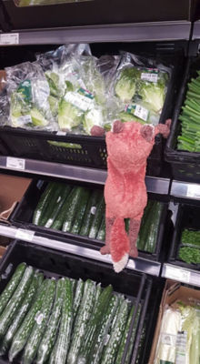 Foxy 'working' at Asda Felling