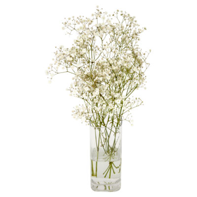 Asda Gypsophilia