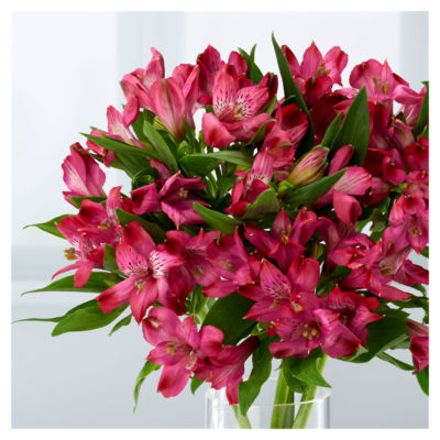 ASDA Alstromeria