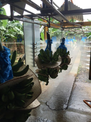 Banana4