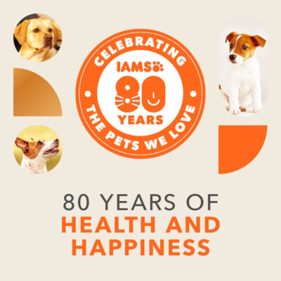 Iams Advanced Nutrition Sensitive Digestion Dry Dog Food Turkey 2kg - ASDA  Groceries