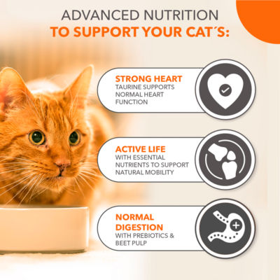 Iams Advanced Nutrition Senior 11+ Dry Cat Food Chicken 800g - ASDA  Groceries
