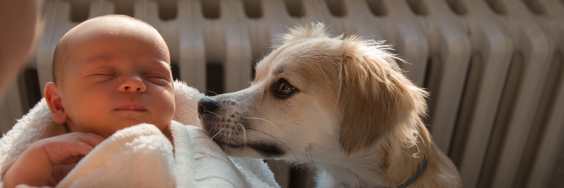 Pets And Your Newborn