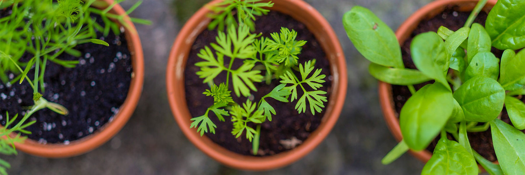 Gardening With Kids