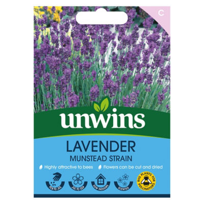ASDA Lavender Munstead Strain