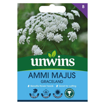 ASDA Ammi Majus Graceland
