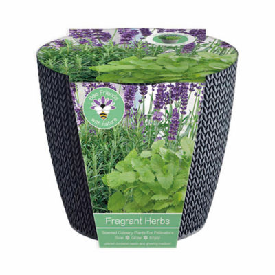 Bees Gifts Scented Herb Grow Gift Set Mint Lavender and Rosemary 19cm