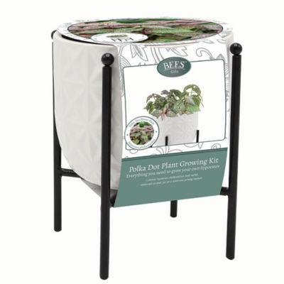 Bees Gifts Hypoestes Indoor Grow Gift Set 12x12x15.6cm
