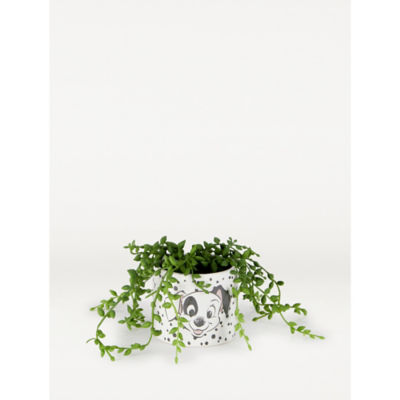 George Home White Disney 101 Dalmatians Artificial Succulent