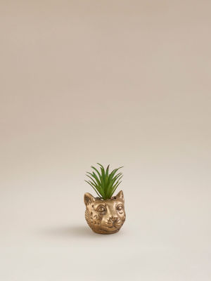 George Home Leopard Succulent