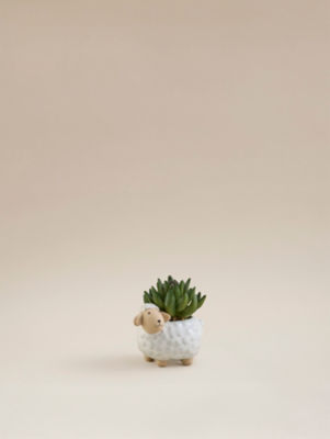 George Home Sheep Succulent