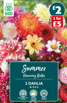 Kieflo Dahlia Mixed Summer Flowering Bulbs