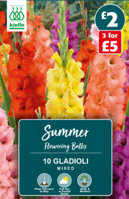 Kieflo Gladioli Mixed Summer Flowering Bulbs