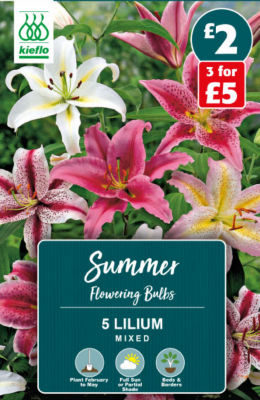 Kieflo Lilium Mixed Summer Flowering Bulbs