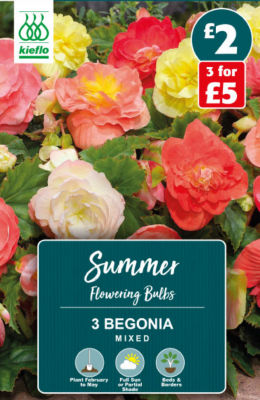 Kieflo Begonia Mixed Summer Flowering Bulbs