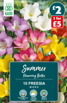 Kieflo Freesia Mixed Summer Flowering Bulbs