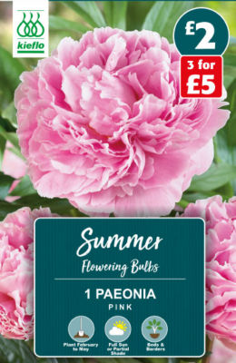 Kieflo Paeonia Pink Summer Flowering Bulbs