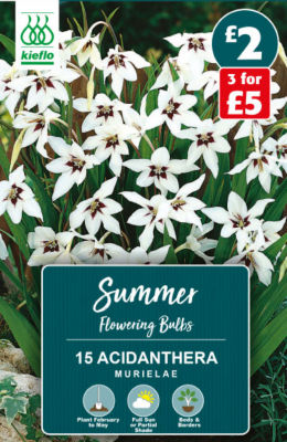 Kieflo Acidanthera Murielae Summer Flowering Bulbs