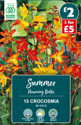 Kieflo Crocosmia Mixed Summer Flowering Bulbs