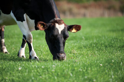 animal_welfare_img