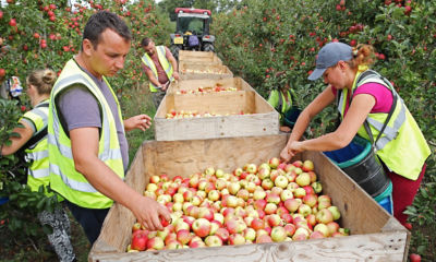 Apple picking at Richard Pemble's farm
