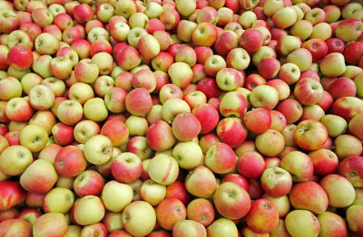Apples at Richard Pemble's farm