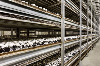 Asda stores in Yorkshire sell locally-grown mushrooms from Monaghan Mushrooms