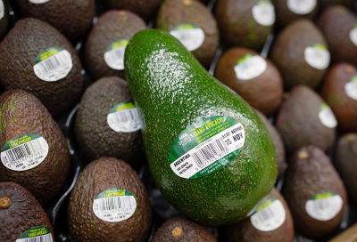 Giant Avocado