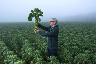 Meet the man who navigates Asda’s sprouts from soil to store and will test over 2,200 sprouts in the run up to Christmas