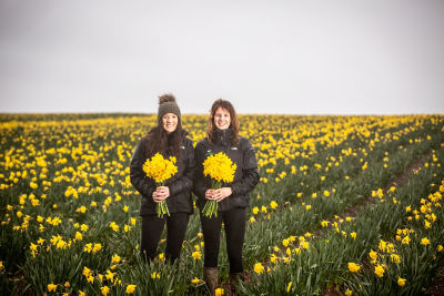 Daffodil supplier