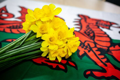 Welsh daffodils