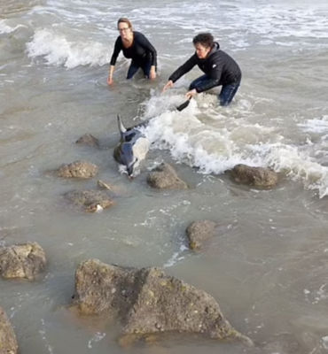 Sarah Gale from Asda St Leonards helped rescue a stranded baby dolphin